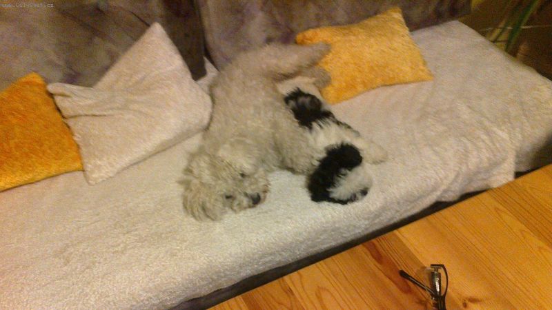 Foto: Bolo��k-dobr� den, m� teta m� pejska, bolo��ka, kter� m� �ern� fleky.Chovatelka od 