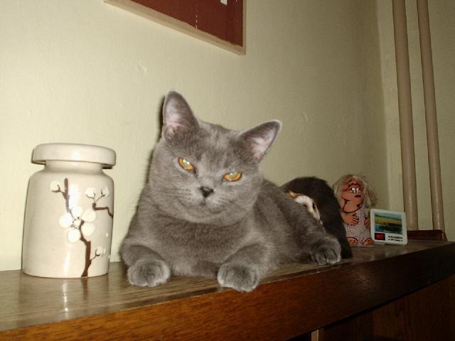 Fotky: Britsk� kr�tkosrst� ko�ka (colourpoint) (foto, obrazky)