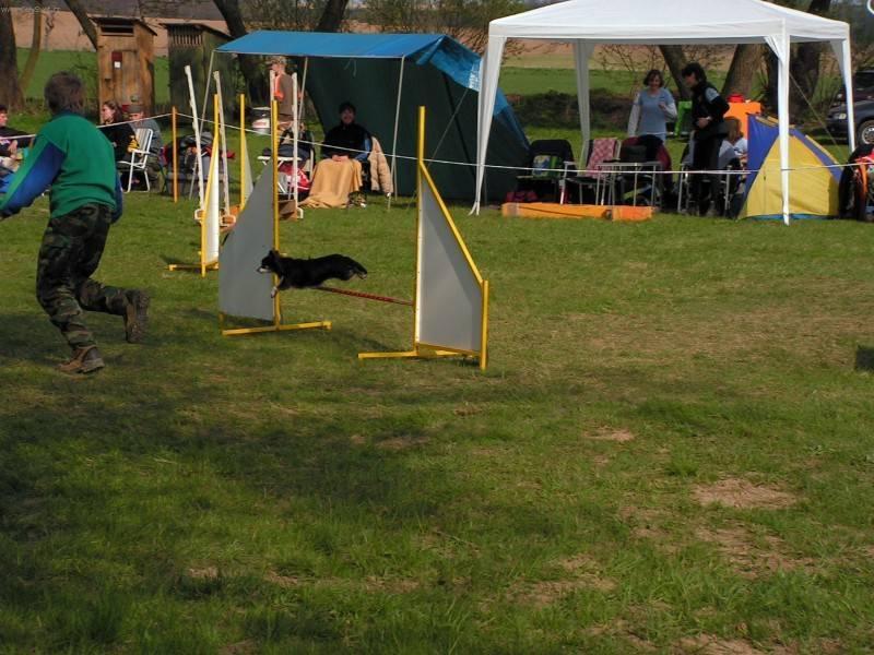 Foto: Čivava-Čivava a agility. Majitelka: Irena