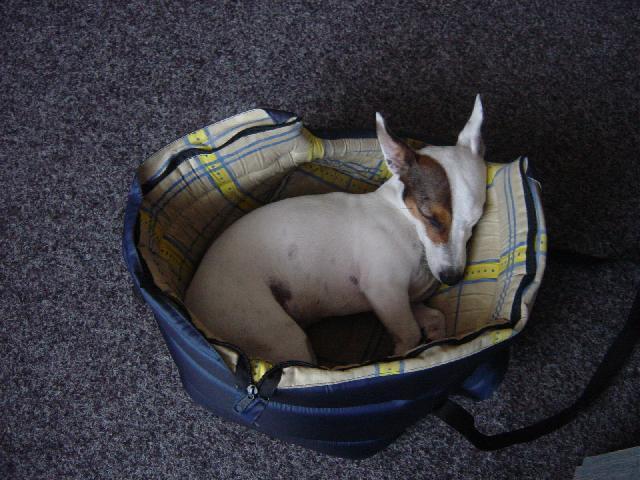 Fotky: Jack Russel�v Teri�r (foto, obrazky)