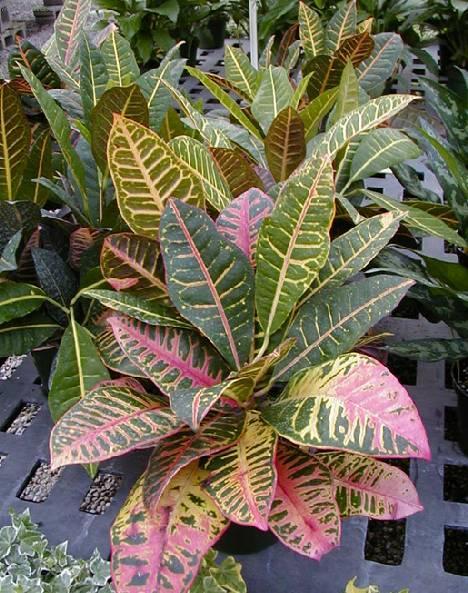 Foto: Kroton, obojan