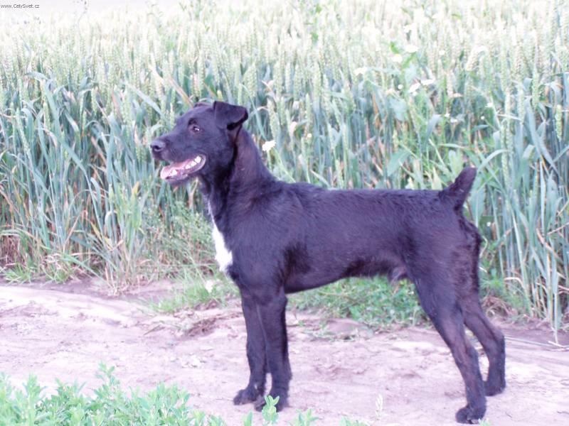 Foto: Patterdale teriér-Chovatel: Jarvy