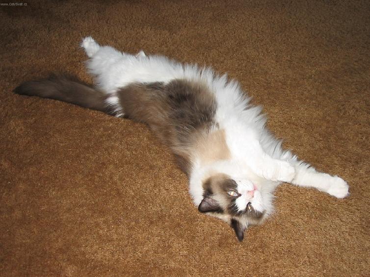 Foto: Ragdoll