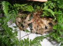 Pokojov rostliny:  > Davallie kanrsk (Davallia Canariensis)