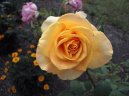 Pokojov rostliny:  > Pstovn r (Rosa)