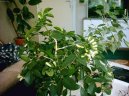 Pokojov rostliny:  > Pomeranov jasmn (Murraya paniculata)