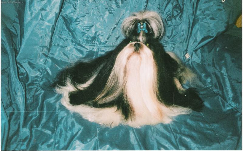 Foto: Shih-tzu
