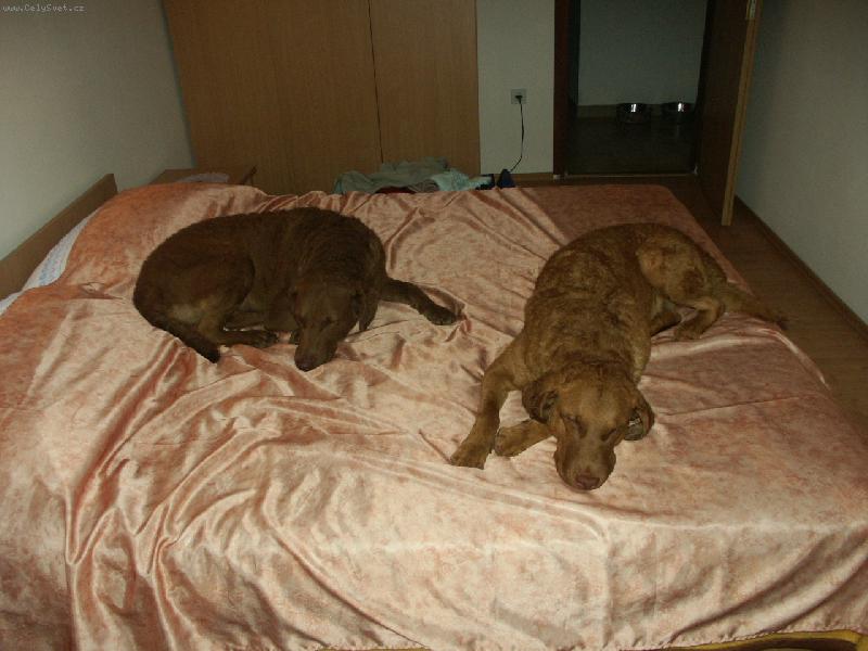 Foto: naše dvě chessie  Ich. a Mluti Ch. Amie  a Amanda \"v posteli\"-..bez komentáře....