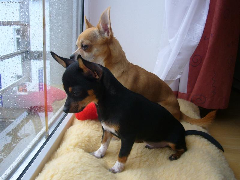 Foto: Celestýn a Valentýn