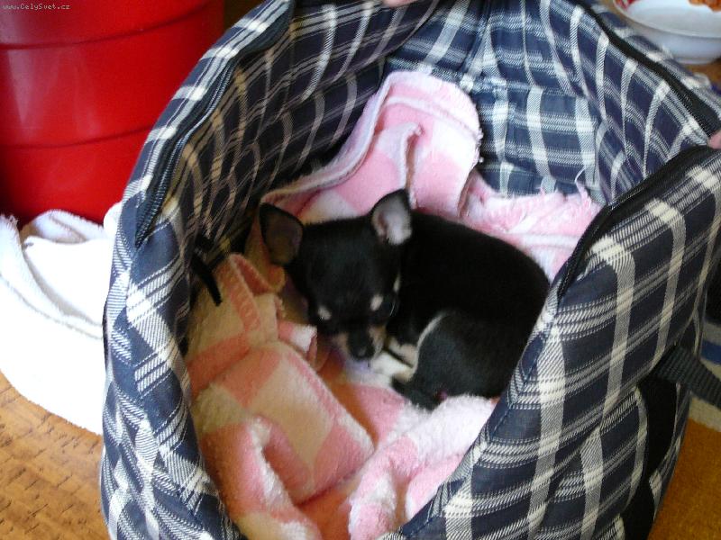 Foto: Čikoušek-Unavený po návštěvě u veterináře...