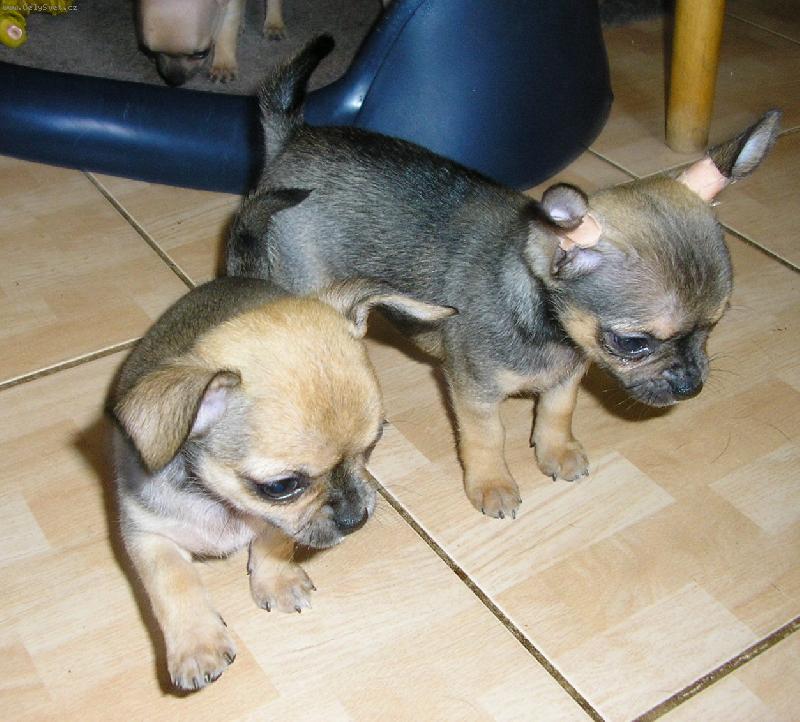 Foto: bráškové - 7 týdnů-čivaví mládež