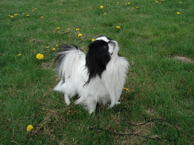 Foto: Cameo na vycházce