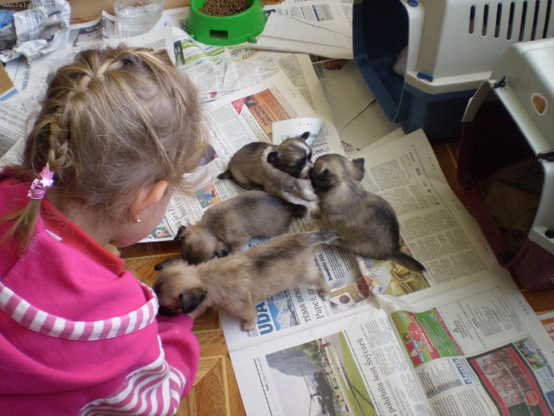 Foto: kulíci
