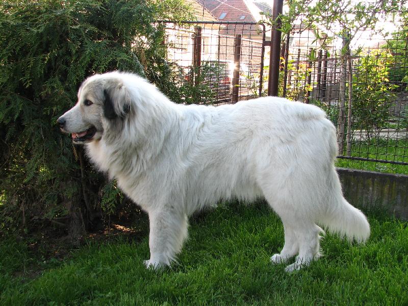 Foto: Pyrenejský horský pes-Fena Charlize Dogmania