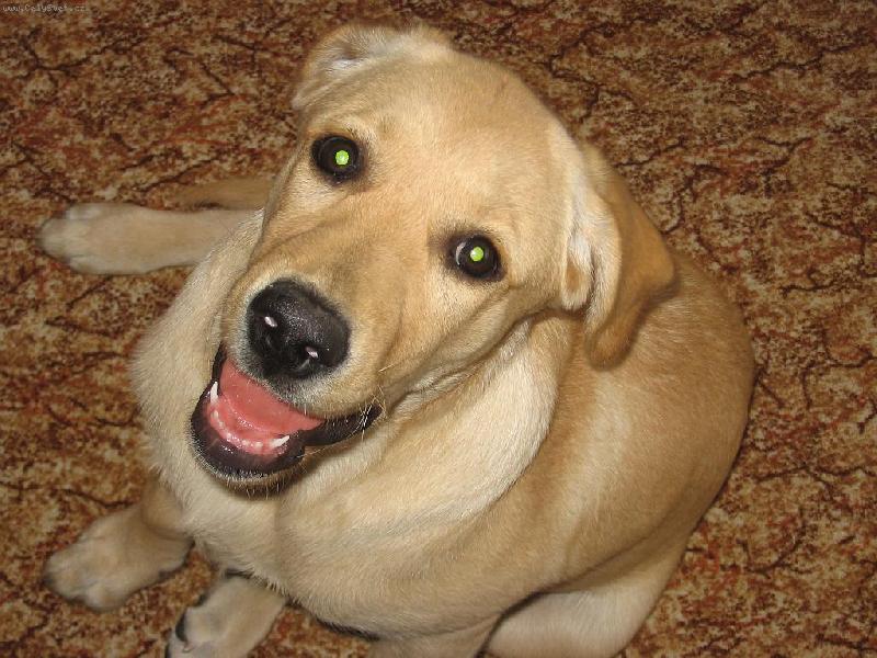 Foto: Daphne-Daphne 4 měsíce