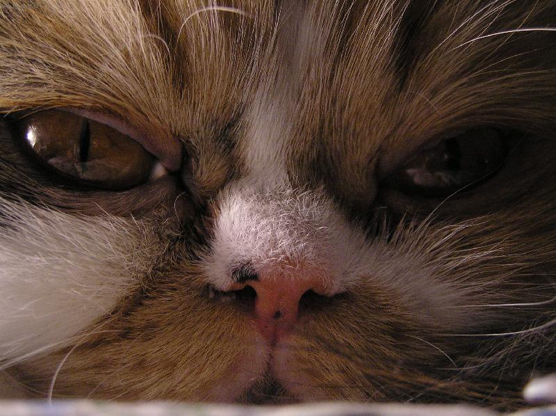 Foto: U� m� pros�m nefo�...