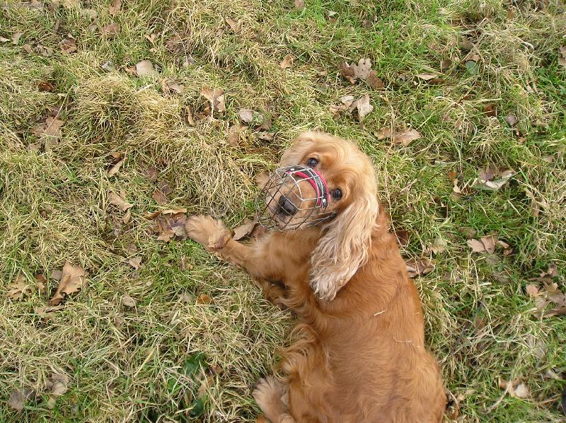 Foto: Kok��k-Kuk...........