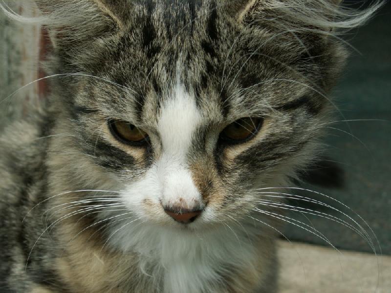 Foto: Monkey-na�e prvn� opi�ka