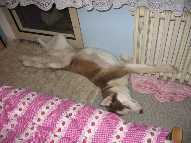 Foto: pubertak-pubertak