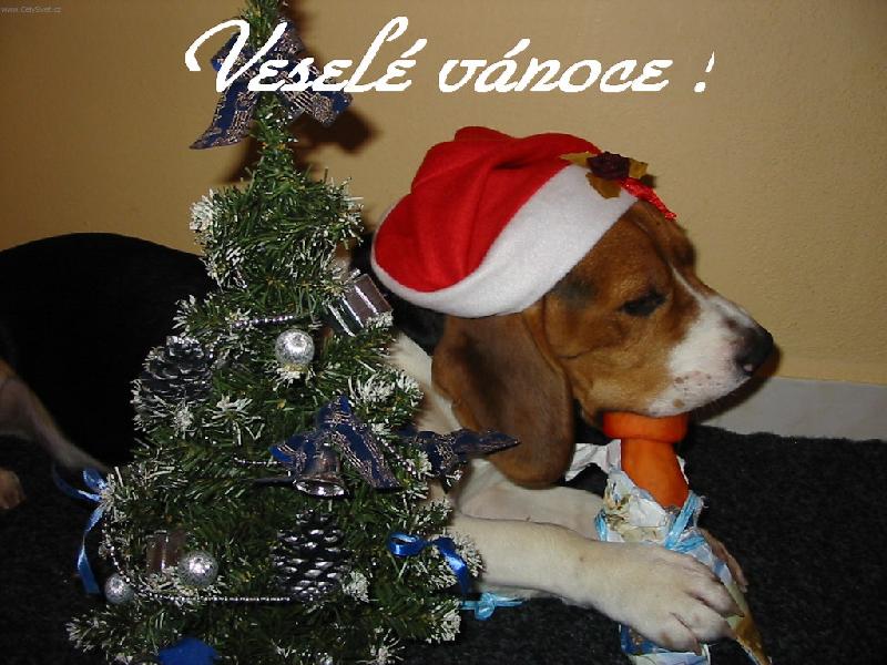 Foto: Veselé vánoce!