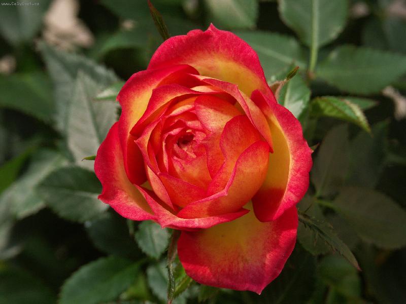 Foto: jen p�ivon�t...