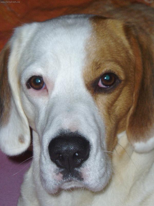 Foto: Jmenuji se Picasso