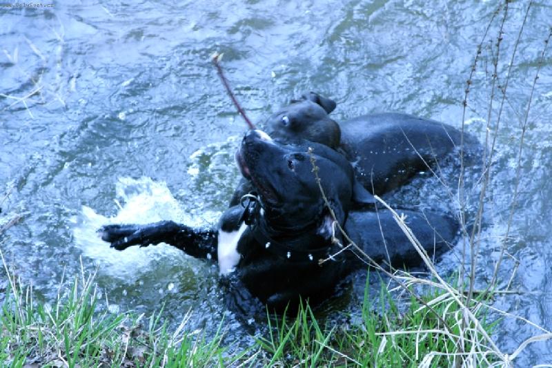 Foto: Vodn� hr�tky