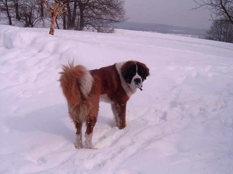 Foto: Bonifác