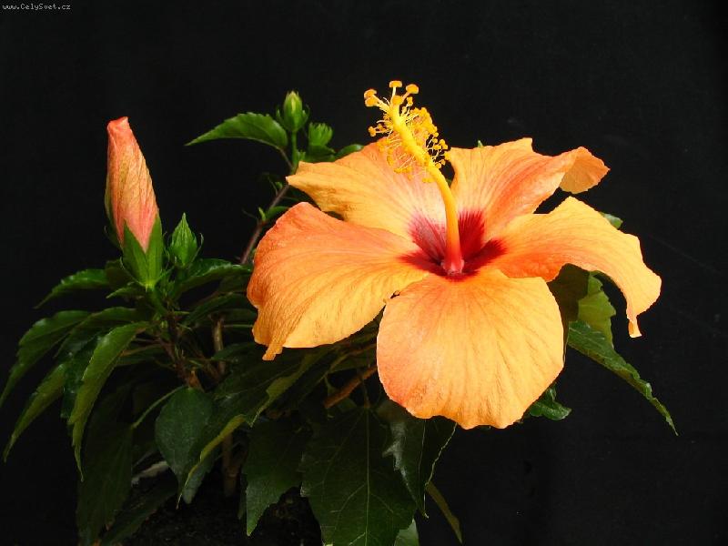 Foto: Hibiscus