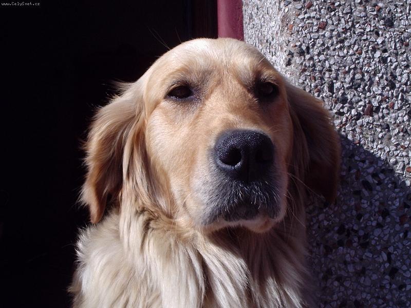 Foto: Vikinka