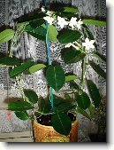 Stefanotis, v�ncovec kv�tnat�